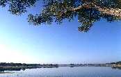 Sobreiro junto lagoa
