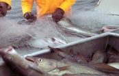 iCOD | Inovadoras tecnologias para valorização de sub-produtos do processamento de bacalhau