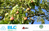 Fruit ECO-Drying Line - Processamento semi-automatizado de fruta seca