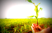 AGROMIX - Avaliação da toxicidade de misturas de compostos químicos em solos agrícolas