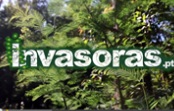 Investigadores da Universidade de Coimbra criam novo website dedicado às Plantas Invasoras em Portugal